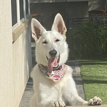Pawsitive Pet Spa - Sansa loves Alana and her jaunty bandana! - Pet Groomers Near Me Pawsitive Pet Spa - Sansa loves Alana and her jaunty bandana! - Pet Groomers Near Me