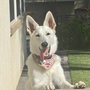 Photo of Pawsitive Pet Spa