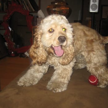 Wayside Waifs - We adopted colt - Pet Services Near Me - Kansas City, Missouri