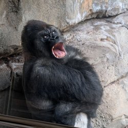 Bioparc - Gorilla