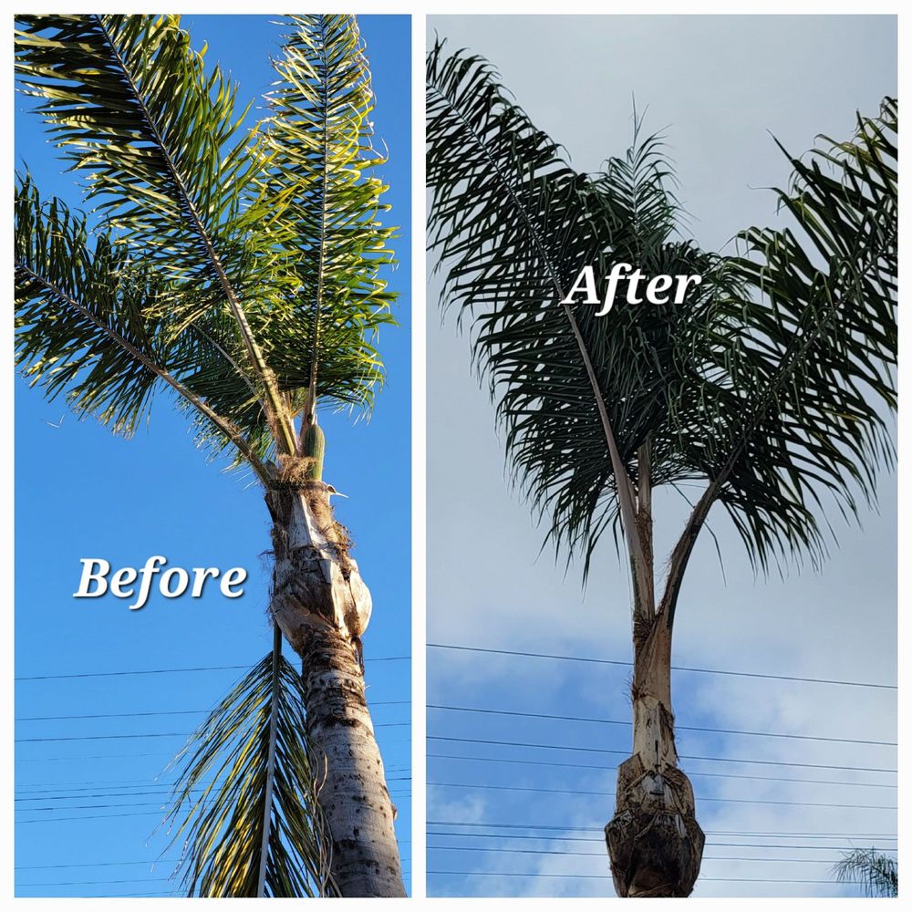 Luis Tree Service - tree service in Compton, CA