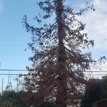 Cp & Sons Tree Service - Tree Services Near Me