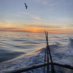 Virg's Landing SportFishing - A nice Saturday afternoon twilight trip