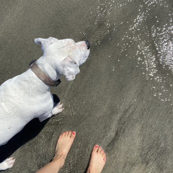 Coronado Dog Beach - Protecting Sara is my one and only job - Beaches Near Me - Coronado, California Coronado Dog Beach - Protecting Sara is my one and only job - Beaches Near Me - Coronado, California