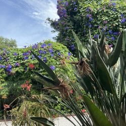 Santa Cruz Dental Group - The view from the room