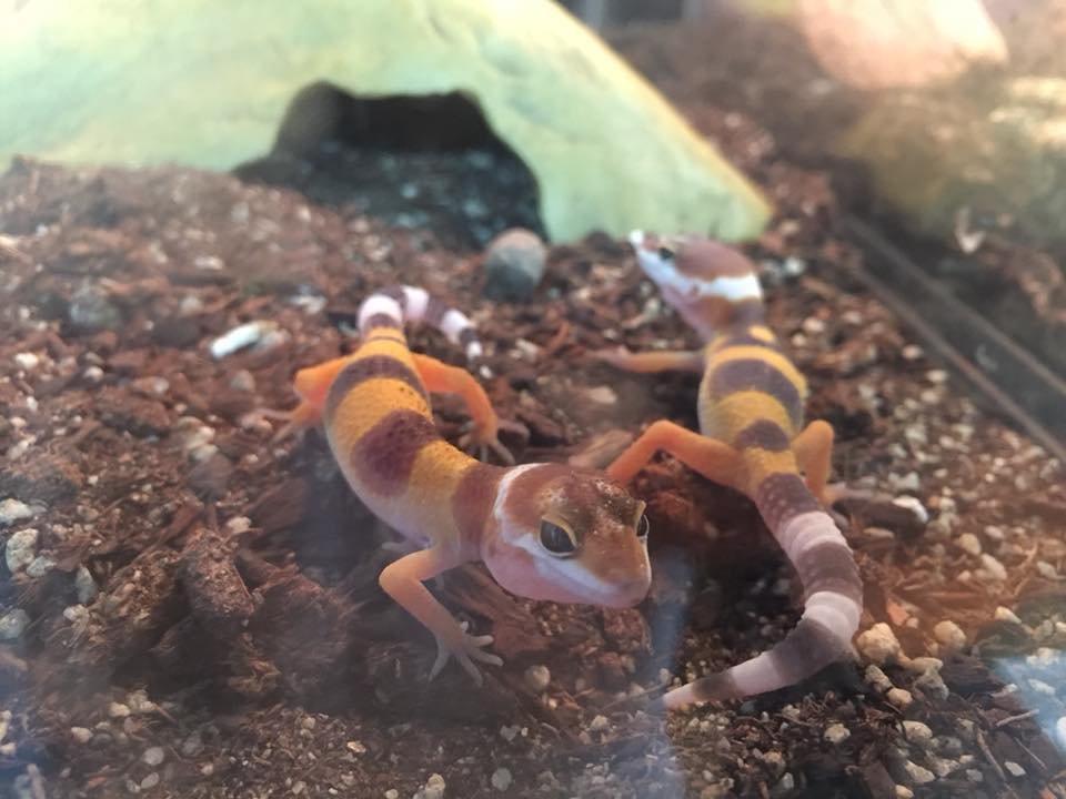 Woodlawn Pets & More - reptile breeding in Gwynn Oak, MD