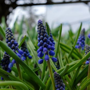 Orange County Arboretum - Grape hyacinth - Parks Near Me - Montgomery, New York