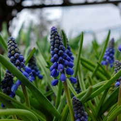 Orange County Arboretum - Grape hyacinth