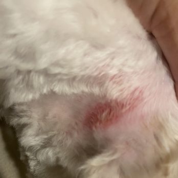 Sisis Pet Grooming - He was left with a bad cut - Pet Groomers Near Me - South Gate, California Sisis Pet Grooming - He was left with a bad cut - Pet Groomers Near Me - South Gate, California