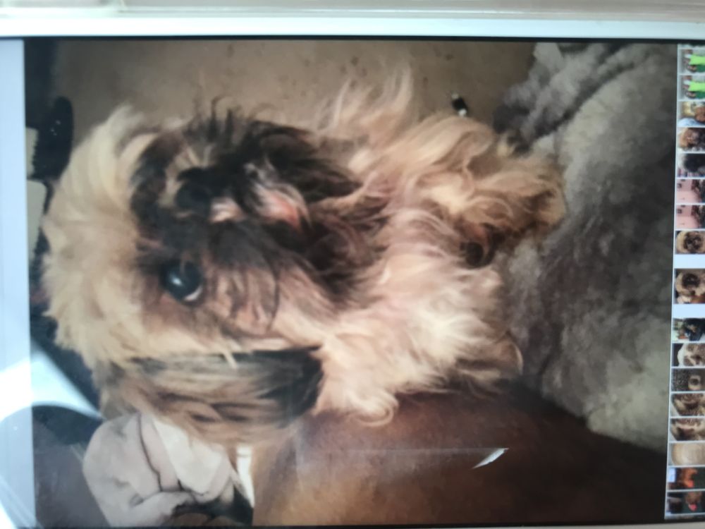 AUSSIE PET MOBILE BREVARD COUNTY Updated October 2024 13 Photos