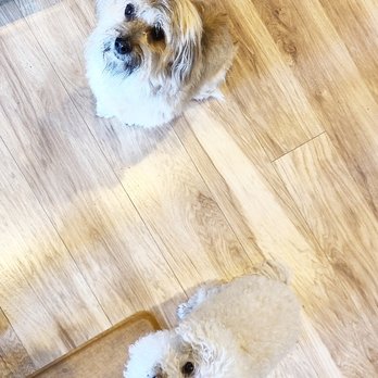 Wags CdA - Pet Sitting Near Me Wags CdA - Pet Sitting Near Me
