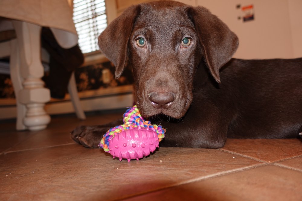 SARAH’S PAW SPA Updated September 2024 22 Photos 16 Manning St, Derry, New Hampshire Pet