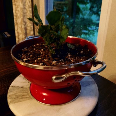 Salt of the Earth Bistro-Lake Placid, NY by null