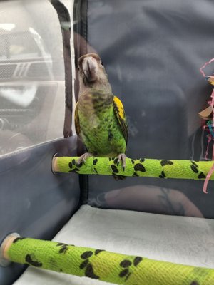 BIRDMAN'S PARROTS by null