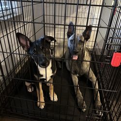 The Ark Pet Hospital - Onyx (1 year) & Autumn (4 months)