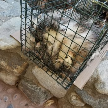 Urban Wildlife Trapping Experts - Wildlife Control Near Me Urban Wildlife Trapping Experts - Wildlife Control Near Me