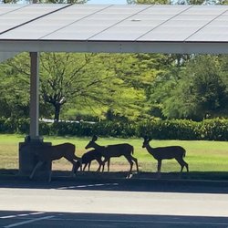Rancho Pico Junior High School - Spot a ring dear family in the parking lot in June 2021