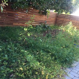 Before- backyard