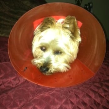 Camp Bow Wow Temecula - Mason sad and in a lot of pain from his injury at Camp Bow Wow Temecula! (DO NOT USE THIS PLACE) - Pet Training Near Me - Temecula, California