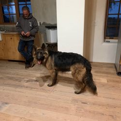Switzer Veterinary Clinic - Losko & his dad!