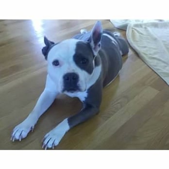 Pet Massage Provider - Pet Sitting Near Me Pet Massage Provider - Pet Sitting Near Me