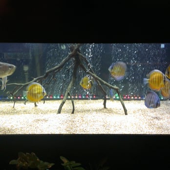 Bahay Kubo Restaurant - Fish tank at front - Filipino Near Me - Anchorage, Alaska Bahay Kubo Restaurant - Fish tank at front - Filipino Near Me - Anchorage, Alaska