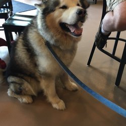 Maryland Beer Company - Dog!