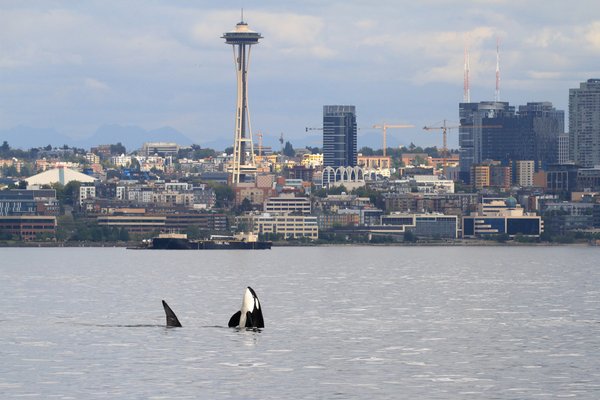 Puget Sound Express by null
