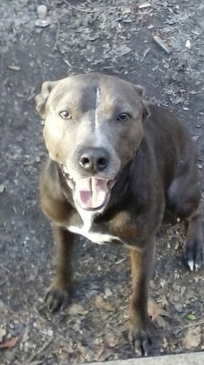 doctor bill's pet infirmary