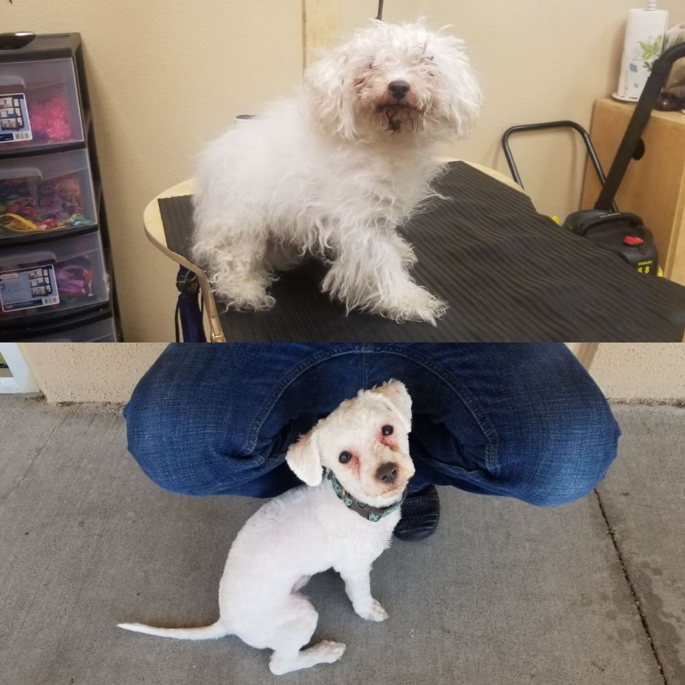 PALACE DOG GROOMING 22 Photos 11985 Pellicano Dr, El Paso, Texas