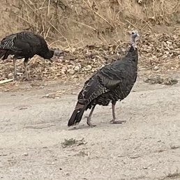A couple of the dozens of turkeys! A couple of the dozens of turkeys!