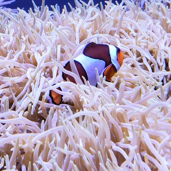 Seattle Aquarium - Nemo! - Aquariums Near Me - Seattle, Washington