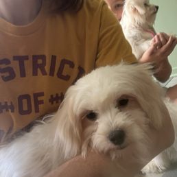 Puppy's and yoga Puppy's and yoga