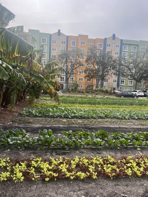 Meacham Urban Farm by null