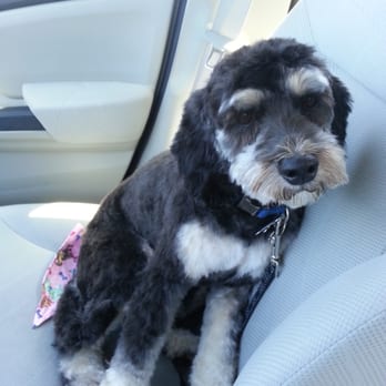 Paws Palace - Pet Groomers Near Me - Santa Clara, California Paws Palace - Pet Groomers Near Me - Santa Clara, California