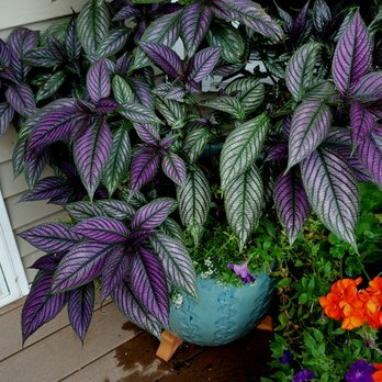 Piney Ridge Greenhouse - Strobilanthes - a staple at Piney Ridge! - Nurseries & Gardening Near Me - Johnston, Iowa Piney Ridge Greenhouse - Strobilanthes - a staple at Piney Ridge! - Nurseries & Gardening Near Me - Johnston, Iowa