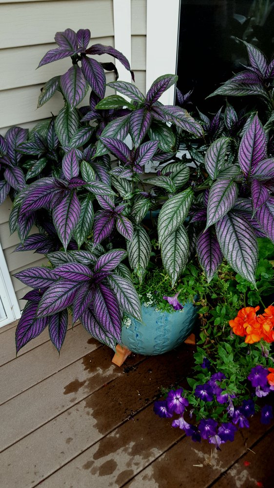 PINEY RIDGE GREENHOUSE TEMP. CLOSED Updated August 2024 28 Photos