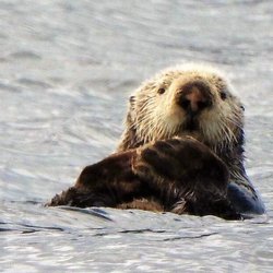 A Whale's Song Expeditions - Otter - Customer Photo, May 2018