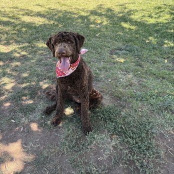 Luv-n-Paws - Pet Groomers Near Me - Hesperia, California
