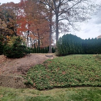 Dynamic Tree Service - After - Tree Services Near Me