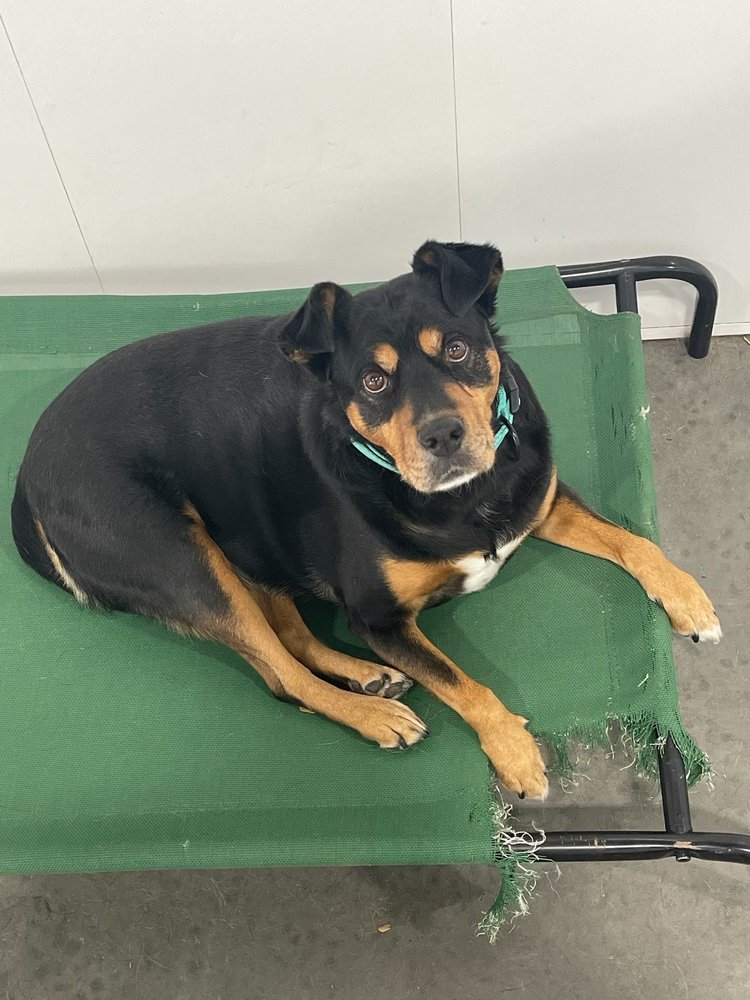 BACKYARD DOGCARE & BOARDING Updated August 2024 1475 W Center St, North Salt Lake, Utah