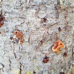 Gage Tree Service