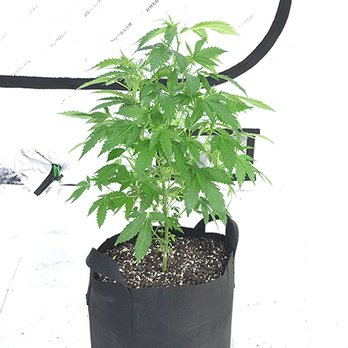 Phoenix Seeds & Clones - A teen plant that was grown out from one of our premium cannabis seeds in Tempe, AZ - Cannabis Collective Near Me Phoenix Seeds & Clones - A teen plant that was grown out from one of our premium cannabis seeds in Tempe, AZ - Cannabis Collective Near Me