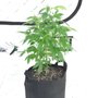 Photo of Phoenix Seeds & Clones