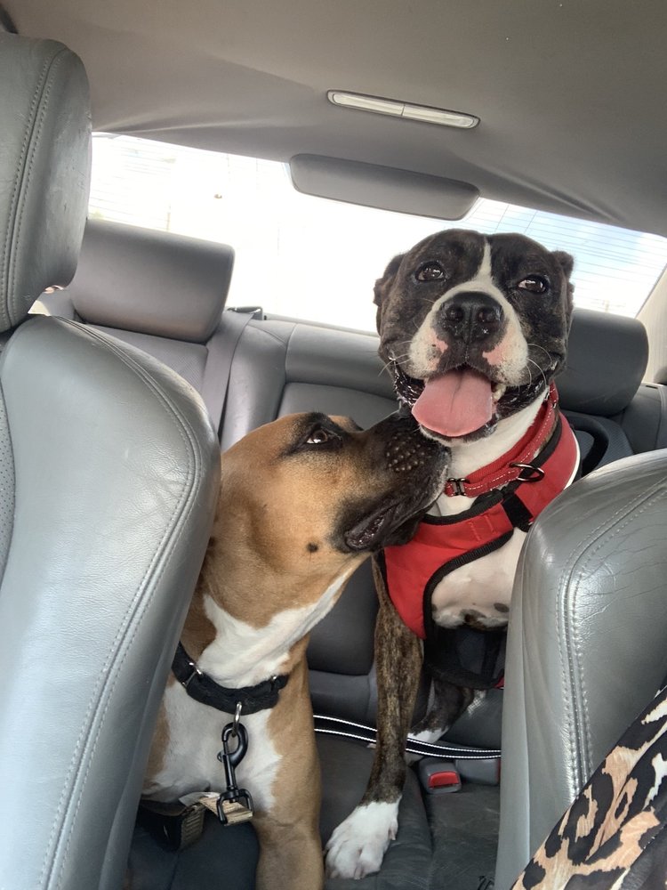 WHITE ROCK ANIMAL HOSPITAL Updated August 2024 28 Reviews 11414 E