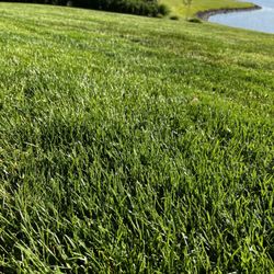 Likes Landscaping - Looks like the golf course greens