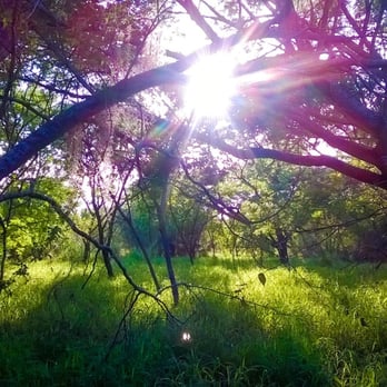 Sabal Palm Sanctuary - Parks Near Me - Brownsville, Texas Sabal Palm Sanctuary - Parks Near Me - Brownsville, Texas