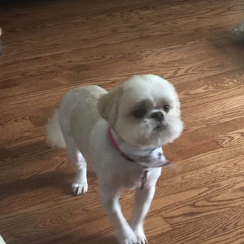 Adorable Dog - Abbie - Pet Groomers Near Me - Cincinnati, Ohio