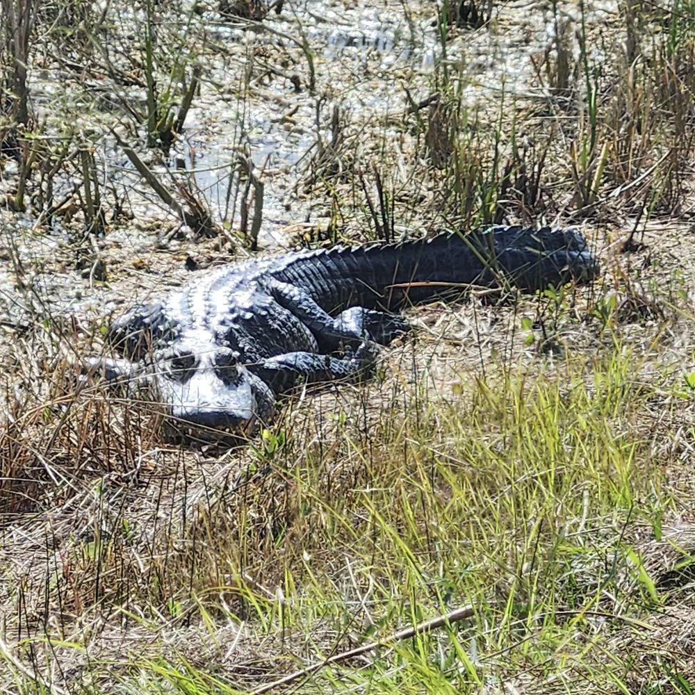 Shark Valley Tram Tours - Gator - Tours Near Me - Miami, Florida