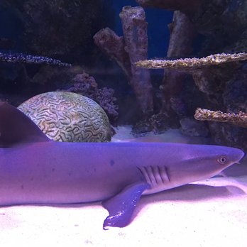 Via Aquarium - Aquariums Near Me - Schenectady, New York Via Aquarium - Aquariums Near Me - Schenectady, New York